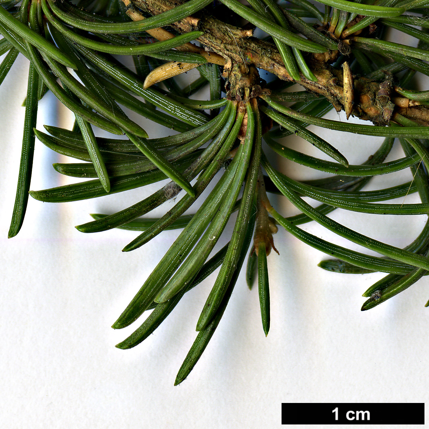 High resolution image: Family: Pinaceae - Genus: Cedrus - Taxon: libani - SpeciesSub: var. brevifolia